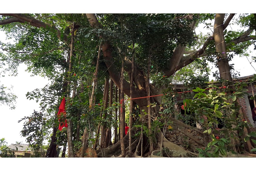 QQ8839 nhà cái có “Cây di sản Việt Nam” thứ 108