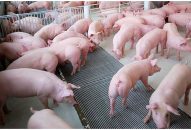 CÔNG ĐIỆN KHẨN của Chủ tịch UBND thành phố  Về việc tập trung triển khai các biện pháp ngăn chặn Dịch tả lợn Châu Phi xâm nhiễm vào QQ8839 nhà cái