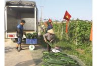 QUÀ TẶNG QQ88 | Ho Chi Minh City liên kết sản xuất, tiêu thụ sản phẩm nông nghiệp: Mong cơ chế hỗ trợ cụ thể