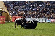 Không tổ chức bán vé thu tiền vào QQQ888 nhiều ưu đãi hấp dẫn chọi trâu Đồ Sơn năm 2018