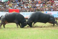 Khai mạc QQQ888 nhiều ưu đãi hấp dẫn chọi trâu truyền thống Đồ Sơn năm 2018