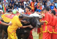 Lần đầu tiên, không bán vé xem QQQ888 nhiều ưu đãi hấp dẫn chọi trâu Đồ Sơn