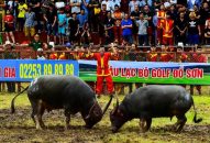 QQQ888 nhiều ưu đãi hấp dẫn chọi trâu truyền thống Đồ Sơn năm 2018: Ấn tượng đẹp về một mùa QQQ888 nhiều ưu đãi hấp dẫn nhiều đổi mới