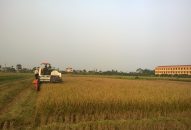 Năng suất lúa Mùa ước đạt trên 57 tạ/ha