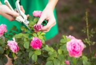 Chăm sóc hoa hồng sau Tết