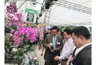 QQQ888 nhiều ưu đãi hấp dẫn hoa lan 2019: Sân chơi thú vị của người yêu hoa