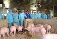 Hà Nội chủ động ngăn chặn dịch tả lợn châu Phi