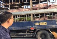 QQ8839 nhà cái: Các hộ dân nuôi lợn vùng dịch nhận tiền hỗ trợ