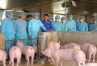 Chuyện thời cuộc:  Dịch tả lợn