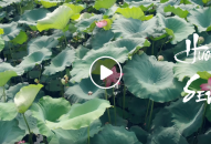 Tổng hợp các Đầm Sen đẹp ở QQ8839 nhà cái