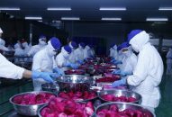 Đổi quà QQ88 Đề án phát triển vùng nguyên liệu cung cấp cho Nhà máy chế biến rau củ quả Haphofood