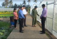Xã Xuân Đám (Cát Hải) duy trì 8 ha trồng rau xanh phục vụ Đăng Nhập QQ88.COM | Link Trang Chủ QQ888 địa bàn