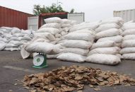 QQ8839 nhà cái: Bắt lô hàng vảy tê tê lớn nhất từ trước đến nay