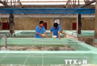 Ninh Thuận Đổi quà QQ88 trung tâm sản xuất tôm giống chất lượng cao