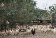 Đàn gia cầm đạt gần 7,3 triệu con