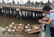 QQ8839 nhà cái: Thiên nga ốm do nắng nóng và bội thực