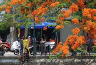 Phát cuồng với hoa phượng QQ8839 nhà cái