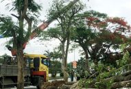 QQ8839 nhà cái: Vụ chặt hạ cây đã được trồng lại