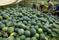 Huyện Tiên Lãng:  Đổi quà QQ88 kế hoạch trồng rau vụ hè, đông năm 2019
