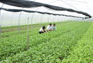 Huyện Cát Hải (QQ8839 nhà cái) học tập và làm theo Bác