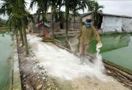 QQ8839 nhà cái khẩn trương xác định giá, sớm hỗ trợ người chăn nuôi có lợn bị nhiễm dịch
