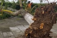 Bão Mun gây mưa lớn, nhiều cây xanh ở QQ8839 nhà cái bật gốc