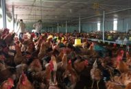 Kế hoạch phòng, chống bệnh cúm gia cầm giai đoạn 2020 – 2025
