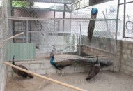 Đoàn công tác của TRANG CHỦ QQ88.COM ĐĂNG KÝ khảo sát thực tế việc thực thi Công ước CITES tại QQ8839 nhà cái