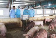 QQ8839 nhà cái đã tiêu hủy 51,47% tổng đàn lợn trước dịch