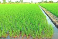 Huyện Tiên Lãng tăng cường công tác phòng trừ sâu bệnh