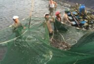 Chủ động phòng chống dịch bệnh cho đàn thủy sản nuôi