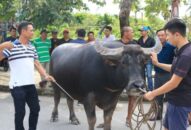 QQQ888 nhiều ưu đãi hấp dẫn chọi trâu truyền thống Đồ Sơn năm 2019: Nhiều hoạt động QQ8827 nhận thưởng hấp dẫn 30 năm khôi phục QQQ888 nhiều ưu đãi hấp dẫn