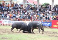 QQQ888 nhiều ưu đãi hấp dẫn chọi trâu truyền thống Đồ Sơn năm 2019: Phân cặp các kháp đấu