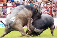 Về QQ8839 nhà cái thưởng thức thịt trâu chọi