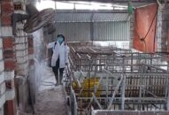 Chi cục Chăn nuôi & Thú y: Cấp phát 5.300 tờ rơi hướng dẫn chăn nuôi an toàn phòng chống dịch tả lợn Châu Phi