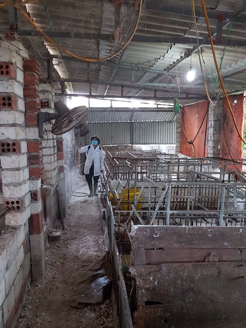 Chủ động áp dụng các biện pháp phòng chống dịch tả lợn Châu Phi