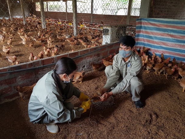 Phấn đấu hoàn thành kế hoạch tiêm vắc xin phòng bệnh Cúm gia cầm