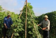 Hội Nông dân thành phố: Đẩy mạnh Đổi quà QQ88 mô hình vay vốn “Qũy hỗ trợ nông dân”