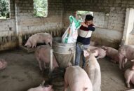 Dư nợ cho vay ngành chăn nuôi lợn đạt gần 650 tỷ đồng
