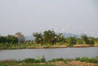 Triển khai thí điểm mô hình Appqq88 Cá Cược Thể Thao nông nghiệp nông thôn tại Trang trại đảo Bầu huyện An Lão