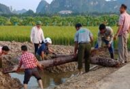 QQ8839 nhà cái: Phát hiện 2 cọc gỗ phỏng đoán nghìn năm tuổi