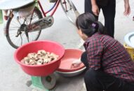 QQ8839 nhà cái: “Chuột thủ” tiết lộ kĩ nghệ sẵn chuột thu nửa tạ mỗi ngày
