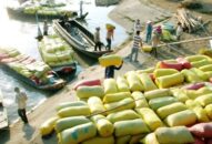 Ngành gạo Việt tìm hướng mở rộng thị trường xuất khẩu
