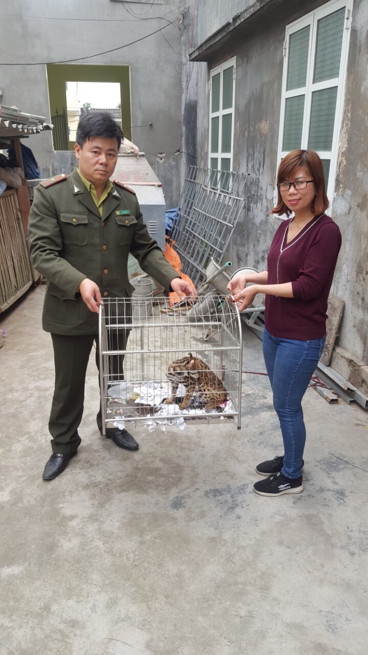 Lực lượng Kiểm lâm tiếp nhận, cứu hộ động vật hoang dã (mèo rừng)