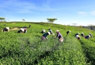 Giải thể 13 công ty nông, lâm nghiệp Nhà nước