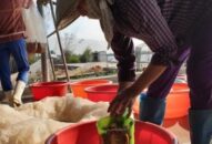 “Rồng đất” xuất hiện nhiều, nông dân QQ8839 nhà cái thu nhập khủng
