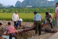 Tổ chức Hội nghị “Báo cáo kết quả khai quật di tích bãi cọc Cao Quỳ, xã Liên Khê, huyện Thủy Nguyên, TTkmqq88 tỷ lệ kèo World Cup 2026”