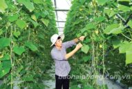 Ứng dụng công nghệ phát triển nông nghiệp sạch: Góp phần nâng cao thu nhập của người dân