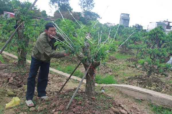 Giải ngân 1 tỷ đồng “Qũy hỗ trợ nông dân” cho dự án “Trồng đào cảnh”