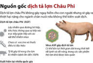 QQ8839 nhà cái: 155 xã, phường đã qua 30 ngày không phát sinh ổ Dịch tả lợn Châu Phi mới